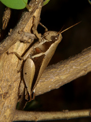Phaeocatantops solitarius