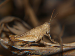 Coptacrinae