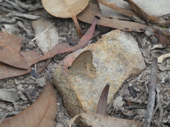 Hypocysta pseudirius