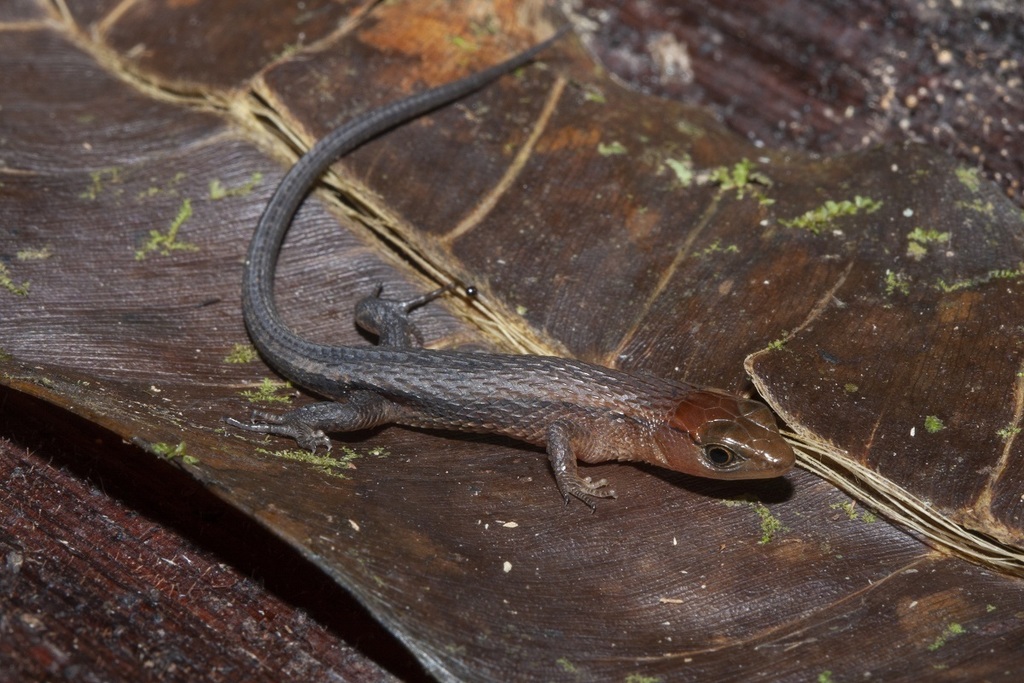 Keel-Bellied Shade Lizard