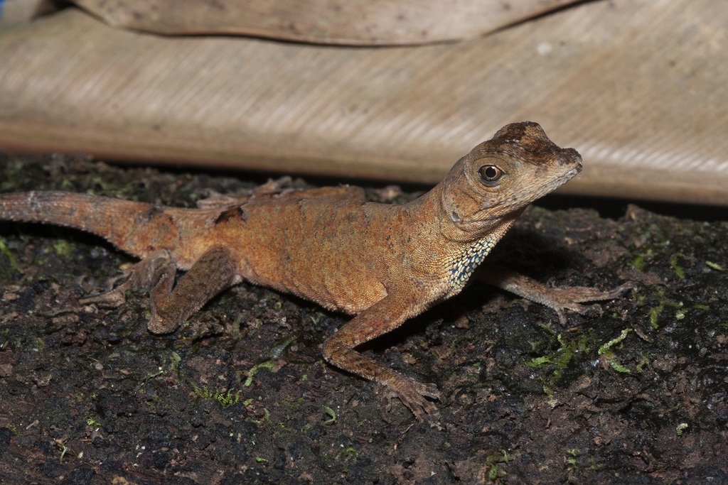 Tandai’s Anole