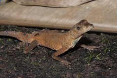 Anolis tandai