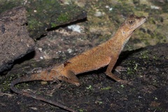 Anolis tandai