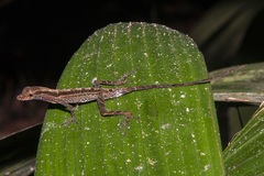 Anolis trachyderma