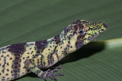 Anolis transversalis