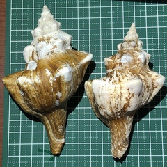 Pleuroploca trapezium