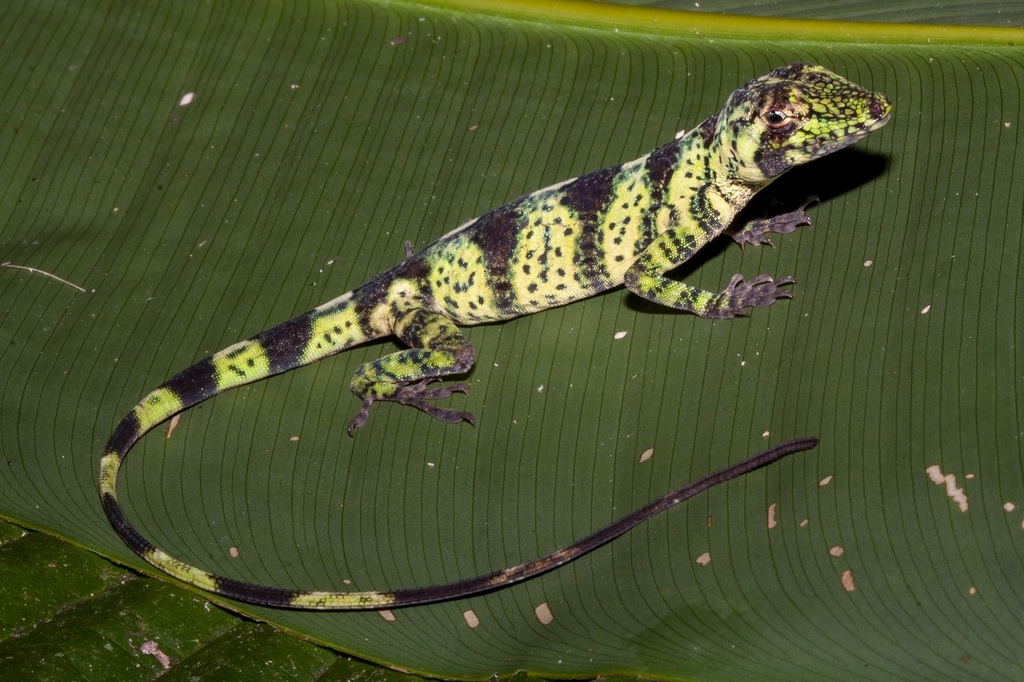 Banded Tree Anole