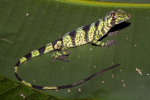 Banded Tree Anole