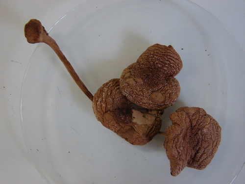 Psilocybe mexicana