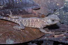 Enyalioides laticeps