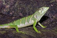 Polychrus marmoratus