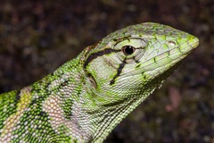 Polychrus marmoratus