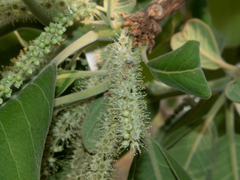 Terminalia mollis