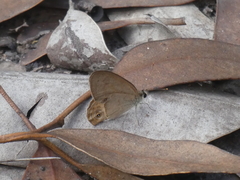 Hypocysta pseudirius