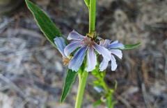 Scaevola angustata