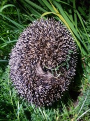 Erinaceus europaeus