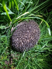 Erinaceus europaeus