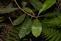 Quintinia verdonii