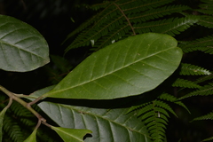 Quintinia verdonii