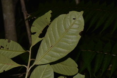 Quintinia verdonii