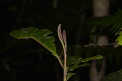 Quintinia verdonii