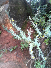 Helichrysum albilanatum