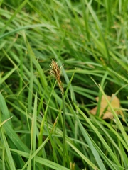 Carex disticha