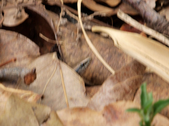 Panaspis