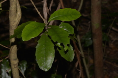 Polyosma cunninghamii