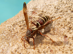 Polistes fastidiosus