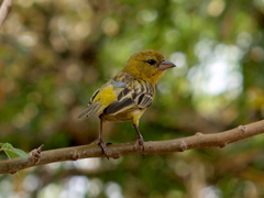 Ploceus cucullatus