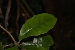 Polyosma cunninghamii