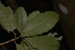 Polyosma cunninghamii