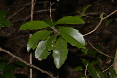 Polyosma cunninghamii