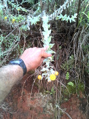 Helichrysum albilanatum