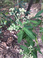 Astrotricha floccosa