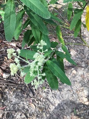 Astrotricha floccosa