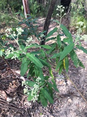 Astrotricha floccosa