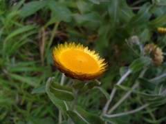 Helichrysum aureolum