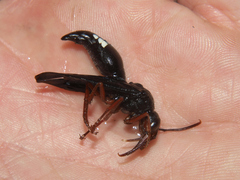 Synagris proserpina niassae