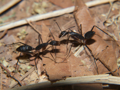 Camponotus etiolipes