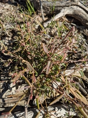 Chenopodium nutans nutans