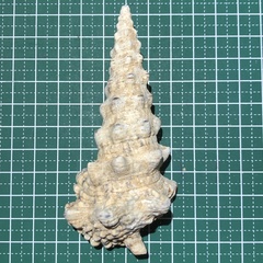 Cerithium nodulosum