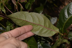 Ackama paniculosa