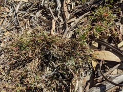 Chenopodium nutans nutans