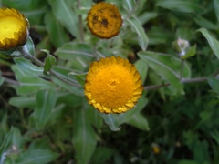 Helichrysum aureolum