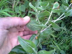 Helichrysum aureolum