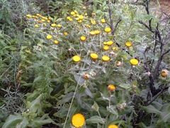 Helichrysum aureolum