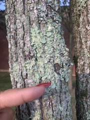 Flavoparmelia caperata