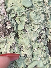 Flavoparmelia caperata